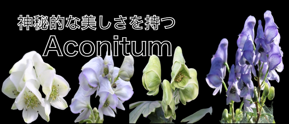 Ū Aconitum
